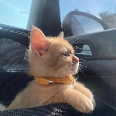 กิตติพงษ์ ภูแถวเชือก avatar